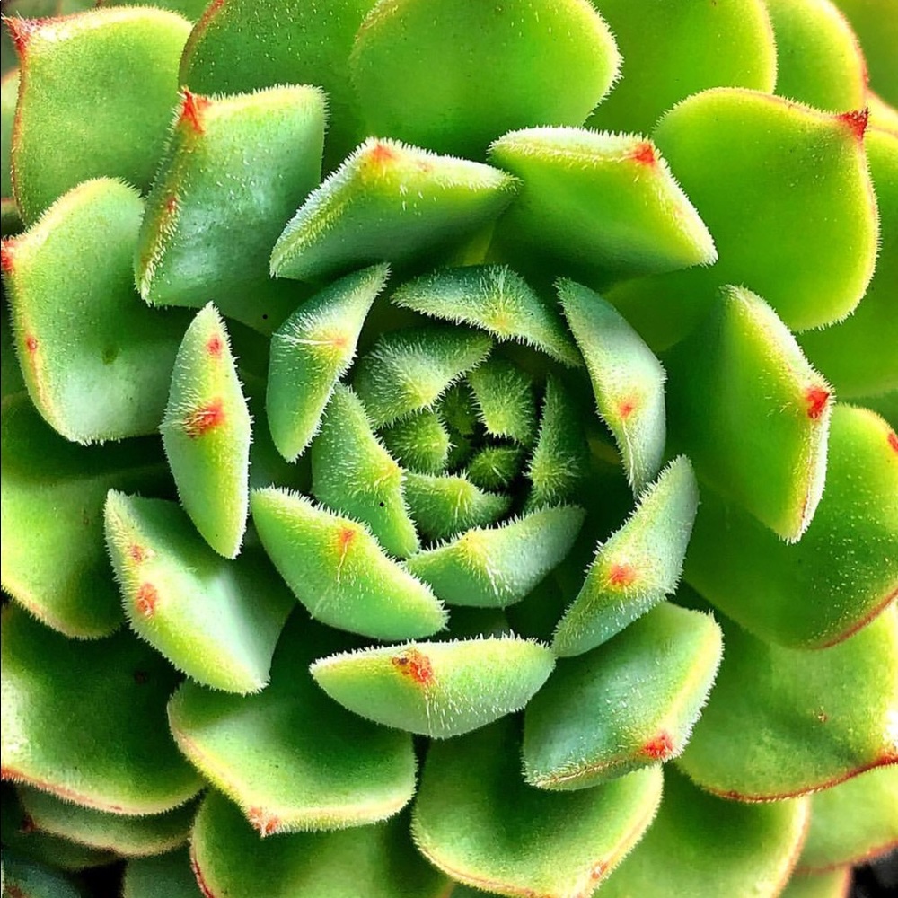 Meet your Posher, Harmony